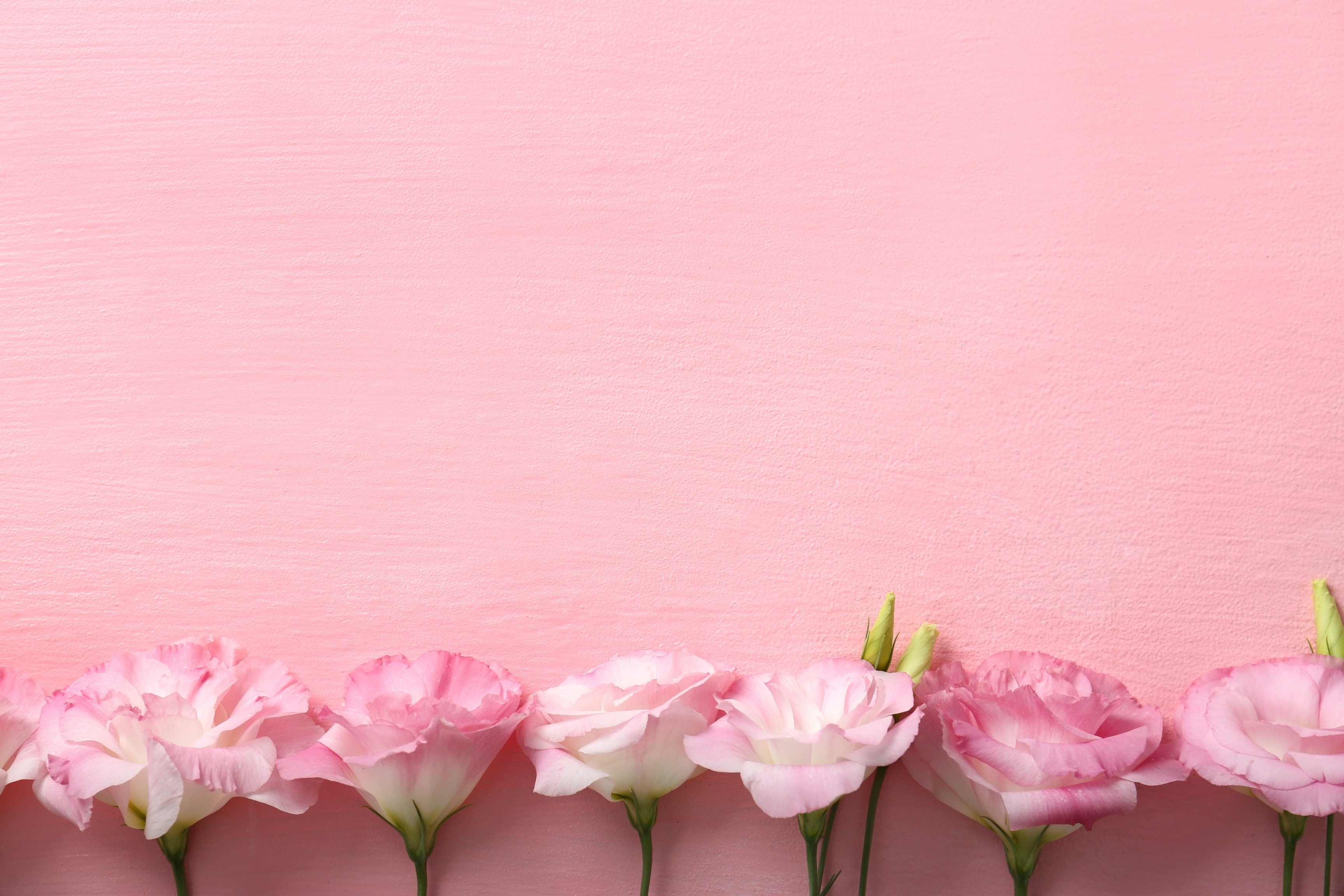 Fresh Flowers  on Pink Background